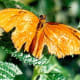 cockrell-butterfly-center-houston-museum-of-natural-science
