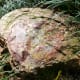 Petrified Wood in the gardens