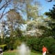 Dogwood Tree in Bloom