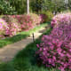 Walkway through the gardens