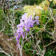 Wisteria starting to bloom
