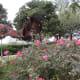 View of the sculpture titled "Shady Grove" in Eleanor Tinsley Park, Houston