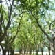 Trees in Gerald D. Hines Waterwall Park