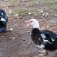 the-three-community-parks-of-the-wfdd-in-katy-texas