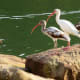White Ibis birds