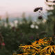 Pittock gardens