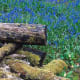 how-to-see-fairies-in-the-garden