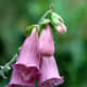 how-to-see-fairies-in-the-garden