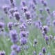 how-to-see-fairies-in-the-garden