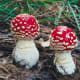 how-to-see-fairies-in-the-garden