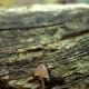 how-to-see-fairies-in-the-garden