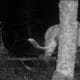 three-cat-cryptids-white-death-wampus-beast-and-cactus-cat
