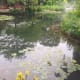 The Lily Pond reminiscent of Monet's own pond in Giverney?