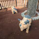 I loved these piggies and their little pig butts.