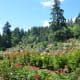 Roses at the International Rose Test Garden in Portland, Oregon