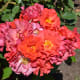 Roses at the International Rose Test Garden in Portland, Oregon