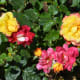 Roses at the International Rose Test Garden in Portland, Oregon