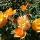 Roses at the International Rose Test Garden in Portland, Oregon