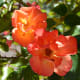 Roses at the International Rose Test Garden in Portland, Oregon