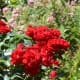 Roses at the International Rose Test Garden in Portland, Oregon