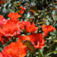 Roses at the International Rose Test Garden in Portland, Oregon