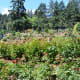 Roses at the International Rose Test Garden in Portland, Oregon