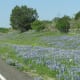 where-to-go-to-see-texas-wildflowers