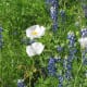 White Prickly Poppy has sticky, prickly leaves which cattle don't like to eat. It is also somewhat poisonous.