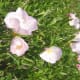 Pink Evening Primrose.