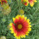Indian blanket