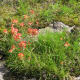 Indian Paintbrush (Castilleja)is the large orange flower which often grows with bluebonnets. It is semiparasidic on grasses and forbs, so you always find it growing in grass. Indians used it to make a hair wash, and some ate the leaves in salads.