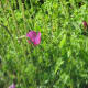 Winecup. This is one we saw only towards the end of the loop and tends not to be as abundant. It looks like a poppy but has a lush purple color. They grow from a tuber which was boiled in tea by Native Americans.