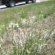 White Sweet Clover