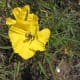 Yellow Primrose