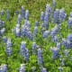 Texas Bluebonnets.