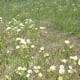 Fleabane