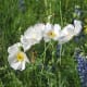 Close up of White Prickly Poppy.