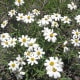 Black foot daisy