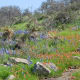 Bluebonnets and Indian Paintbrush cascading down the hill The 13 miles of this loop has hundreds of such gorgeous scenes.