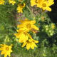 Coreopsis