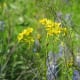 Daisy or yellow composite flower. Daisies come in lots of sizes and varieties. They represent 10% of all Texas wildflowers.