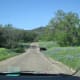 Some of the ranchs warned of "roaming livestock" and we did see these cattle crossing the road!