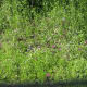 Winecups along road.