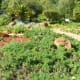 Natural Medicine Garden