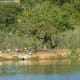 Island in Austin Roberts