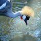 Grey Crowned Crane-Austin Roberts