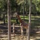 Giraffe at Szeged Zoo