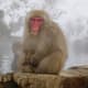 Jigokudani Monkey Park