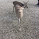 Deer Park, Nara