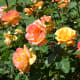 Woodland Rose Garden - Seattle
